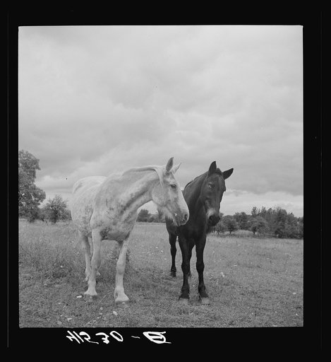 Horses in field along Route 79, two miles east of Mecklenburg, New York