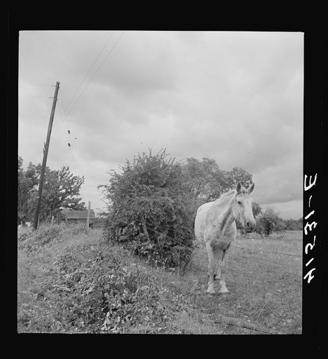 Untitled photo, possibly related to: Horses in field along Route 79, two miles east of Mecklenburg, New York