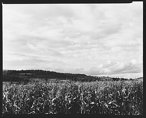 Corn field near Townsend, New York