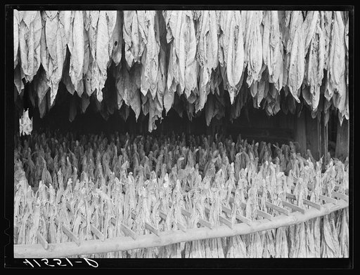 Tobacco hanging on racks in the barn. Drying at the farm of Mr. Colson. Suffield, Connecticut