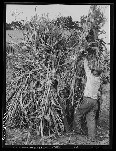 Untitled photo, possibly related to: Stacking corn on a farm near Windsor Locks, Connecticut