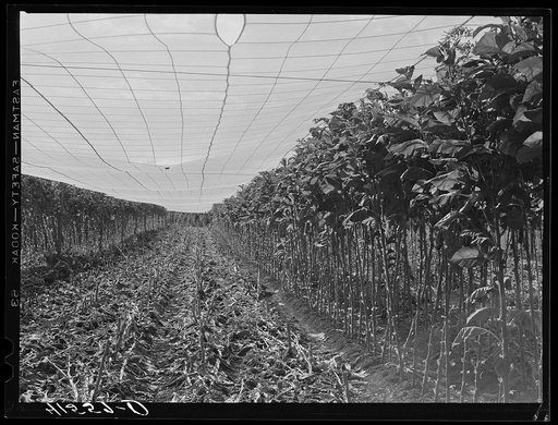 Untitled photo, possibly related to: Cheese cloth covering used for "shade grown" tobacco. The stalks lying on the ground were left after the tobacco was cut. Suffield, Connecticut