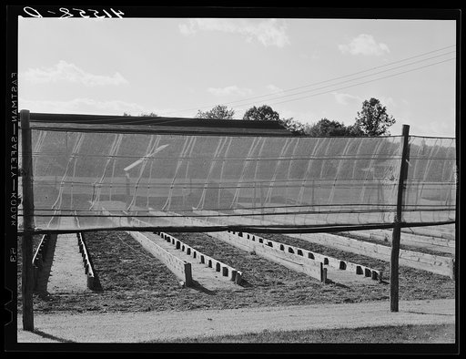 Untitled photo, possibly related to: Shade tobacco covered by "fields" of cheesecloth to protect it from the sun and some insects. Near Hartford, Connecticut