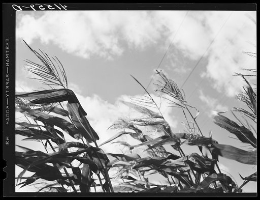 Corn blowing in the wind on a farm near Suffield, Connecticut