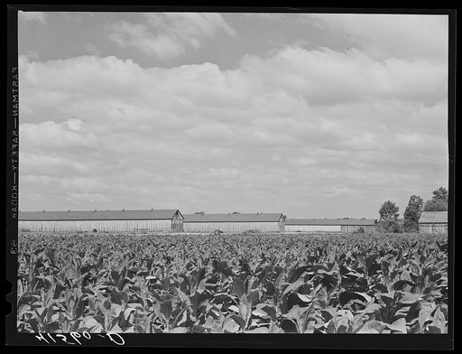 Field of tobacco and tobacco barn near Warehouse Point, Connecticut
