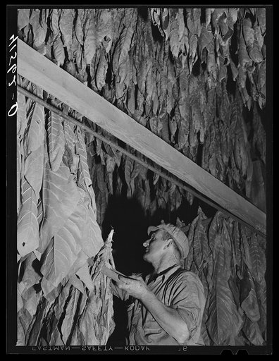 Mr. Colson, tobacco farmer near Suffield, Connecticut, hanging tobacco to dry in his barn