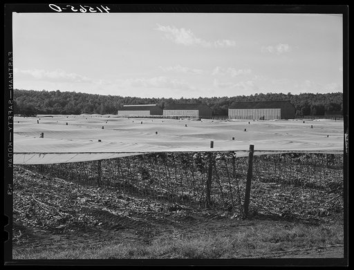 Cheese cloth covering used for "shade grown" tobacco. The stalks lying on the ground were left after the tobacco was cut. Suffield, Connecticut