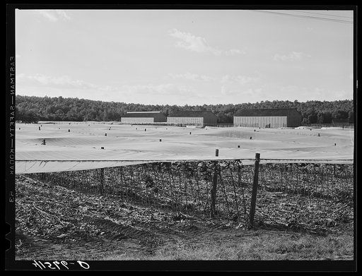 Untitled photo, possibly related to: Cheese cloth covering used for "shade grown" tobacco. The stalks lying on the ground were left after the tobacco was cut. Suffield, Connecticut