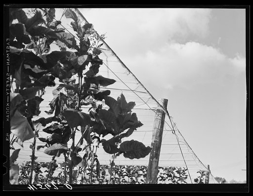 Untitled photo, possibly related to: Shade tobacco covered by "fields" of cheesecloth to protect it from the sun and some insects. Near Hartford, Connecticut