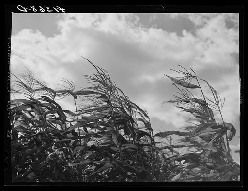 Untitled photo, possibly related to: Corn blowing in the wind on a farm near Suffield, Connecticut