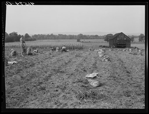 Potatoes and corn also grown on the farm of Andrew Lyman, Polish tobacco farmer and FSA (Farm Security Administration) client near Windsor Locks, Connecticut