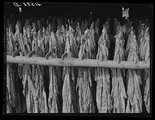Untitled photo, possibly related to: Tobacco hanging in a barn on a farm near Suffield, Connecticut