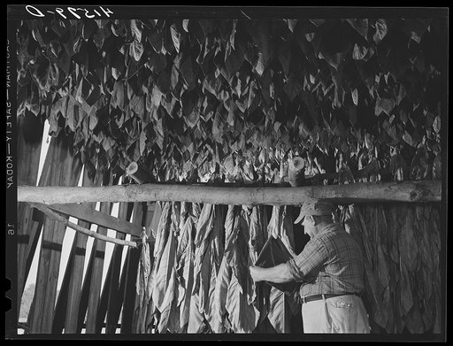 Untitled photo, possibly related to: Mr. Frank Brockoneski, Polish tobacco farmer and FSA (Farm Security Administration) client, with some tobacco raised on his farm near Windsor Locks, Connecticut