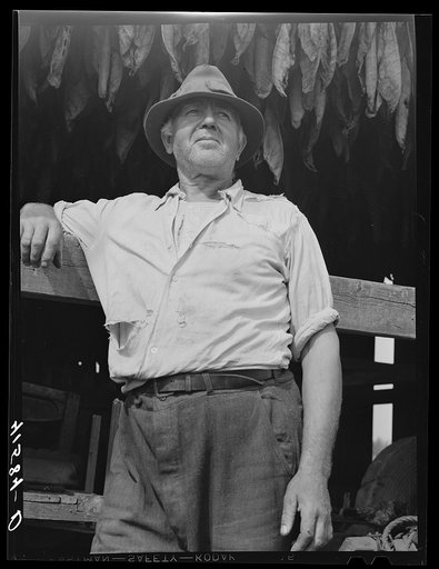 Untitled photo, possibly related to: Mr. Andrew Lyman, Polish FSA (Farm Security Administration) client and tobacco farmer near Windsor Locks, Connecticut