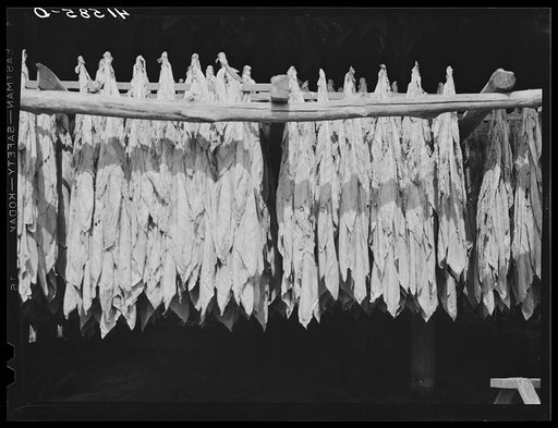 Untitled photo, possibly related to: Tobacco hanging in a barn on a farm near Suffield, Connecticut