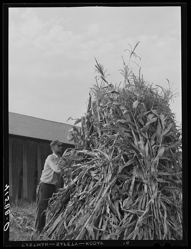 Stacking corn on a farm near Windsor Locks, Connecticut