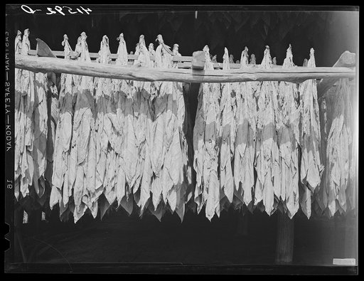 Tobacco hanging in a barn on a farm near Suffield, Connecticut