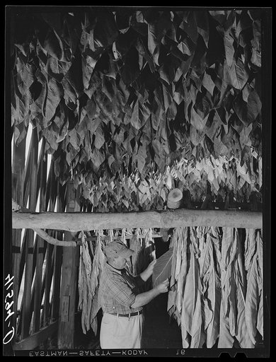 Mr. Frank Brockoneski, Polish tobacco farmer and FSA (Farm Security Administration) client, with some tobacco raised on his farm near Windsor Locks, Connecticut