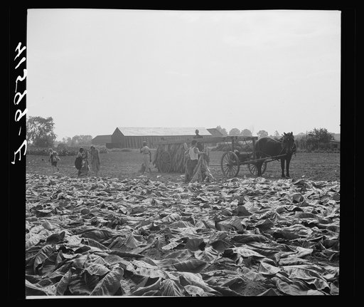 Untitled photo, possibly related to: Field of tobacco and tobacco barn near Warehouse Point, Connecticut