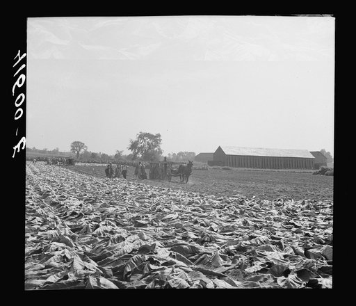 Untitled photo, possibly related to: Field of tobacco and tobacco barn near Warehouse Point, Connecticut