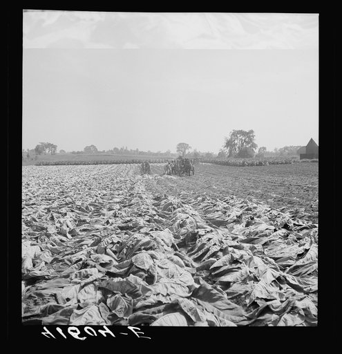 Untitled photo, possibly related to: Field of tobacco and tobacco barn near Warehouse Point, Connecticut
