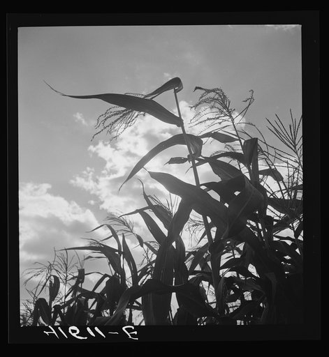 Untitled photo, possibly related to: Corn blowing in the wind near Suffield, Connecticut
