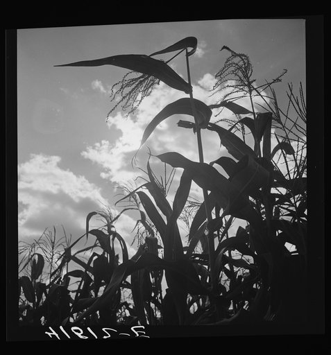 Corn blowing in the wind near Suffield, Connecticut