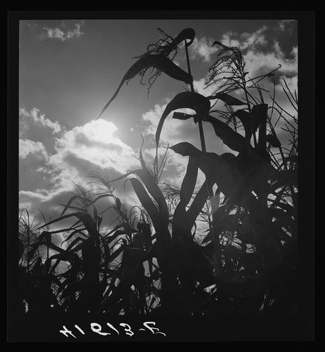 Untitled photo, possibly related to: Corn blowing in the wind near Suffield, Connecticut