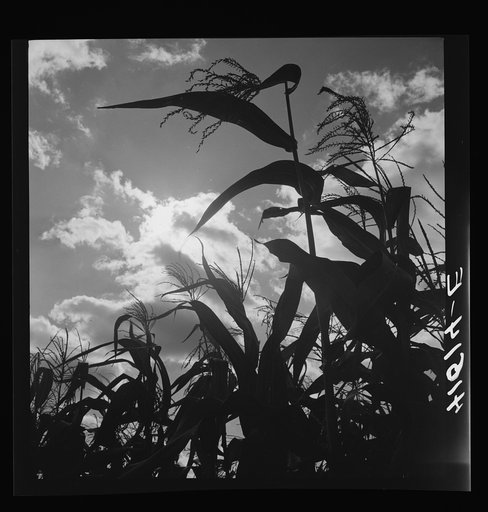 Untitled photo, possibly related to: Corn blowing in the wind near Suffield, Connecticut