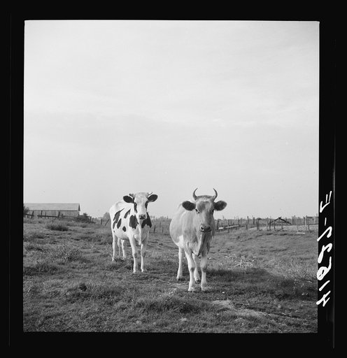 Cows on a dairy farm near Suffield, Connecticut