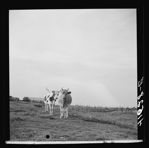 Untitled photo, possibly related to: Cows on a dairy farm near Suffield, Connecticut