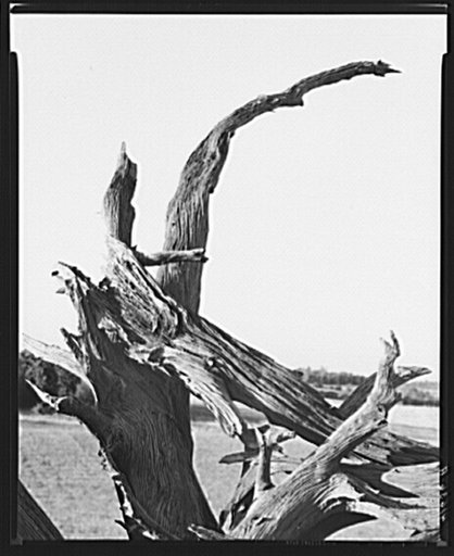 Part of a root fence on the Mud Lake Road near Watkins Glen, New York