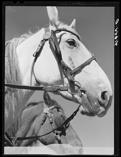 Mr. Arthur Wolf's team of horses on his farm in North Branford, Connecticut