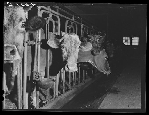 Untitled photo, possibly related to: Cows on the farm of Mrs. DeWitt Lassen, FSA (Farm Security Administration) client near Cheshire, Connecticut