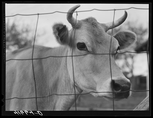 Cow on the farm of Edward C. Warner, a "carpenter-farmer" near North Haven, Connecticut