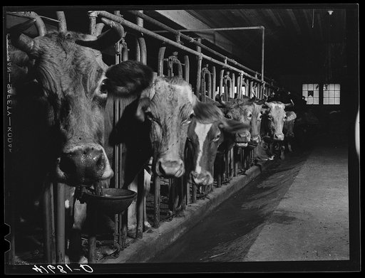 Cows on the farm of Mrs. DeWitt Lassen, FSA (Farm Security Administration) client near Cheshire, Connecticut