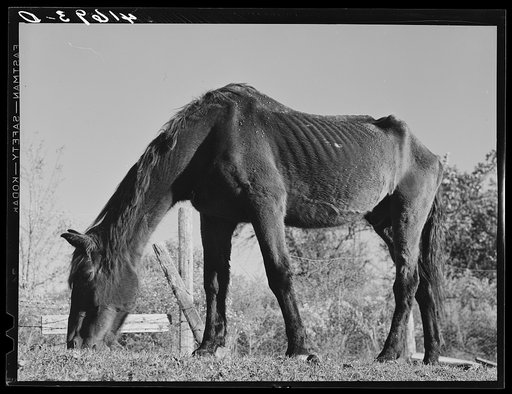 Ancient horse on the farm of Mr. Louis Saffer, FSA (Farm Security Administration) client near Branford, Connecticut