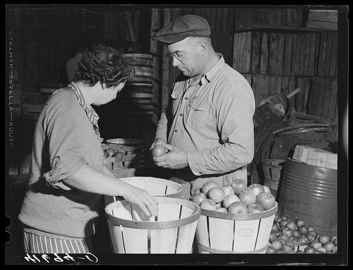 FSA (Farm Security Administration) clients Mr. and Mrs. Burton Benham getting apples ready for market. Hamden, Connecticut