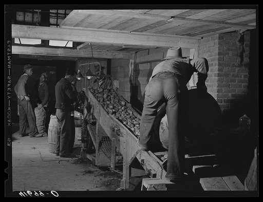 Dumping potatoes into the grader at the Woodman Potato Company. Caribou, Maine