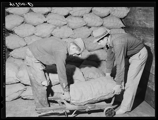 Loading sacked potatoes into freight car for shipment. Woodman Potato Company. Caribou, Maine