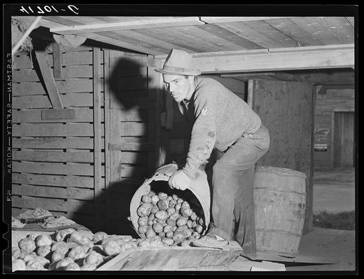 Untitled photo, possibly related to: Unloading potatoes into one of the underground bins of the storage barns of the Woodman Potato Comapany. Caribou, Maine