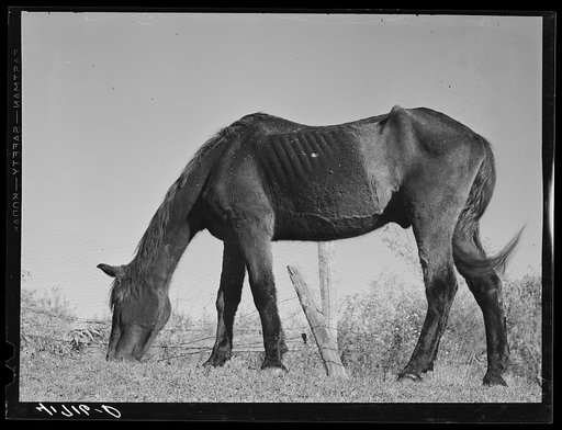 Ancient horse belong to Mr. Louis Saffer, FSA (Farm Security Administration) client near Branford, Connecticut