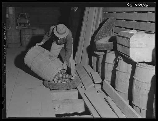 Unloading potatoes into one of the underground bins of the storage barns of the Woodman Potato Comapany. Caribou, Maine