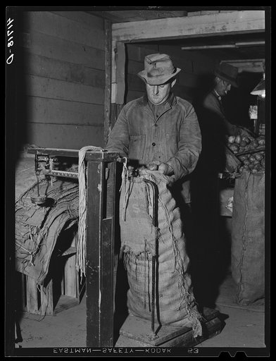 Weighing sacks of potatoes for shipment at the Woodman Potato Company. Caribou, Maine