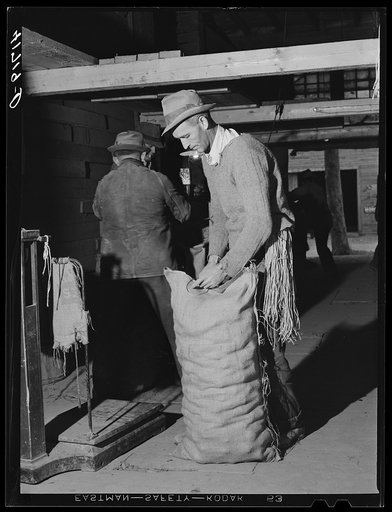 Sewing up sacks of potatoes for shipment at the Woodman Potato Company. Caribou, Maine