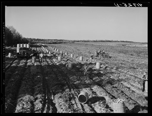 Gathering potatoes of one of the farms off the Woodman Potato Company. On the right a double row tractor is being used. Eleven miles north of Caribou, Maine