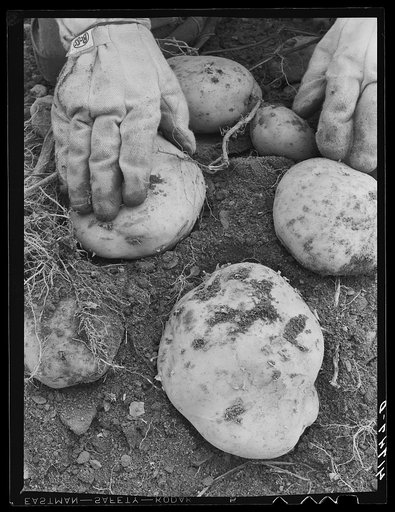 Aroostook potatoes of the Katahdin variety on one of the farms of the Woodman Potato Company near Caribou, Maine