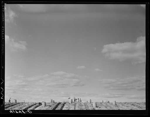 Untitled photo, possibly related to: A double row tractor in use on one of the farms of the Woodman Potato Company. Eleven miles north of Caribou, Maine