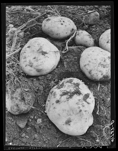 Untitled photo, possibly related to: Aroostook potatoes of the Katahdin variety on one of the farms of the Woodman Potato Company near Caribou, Maine
