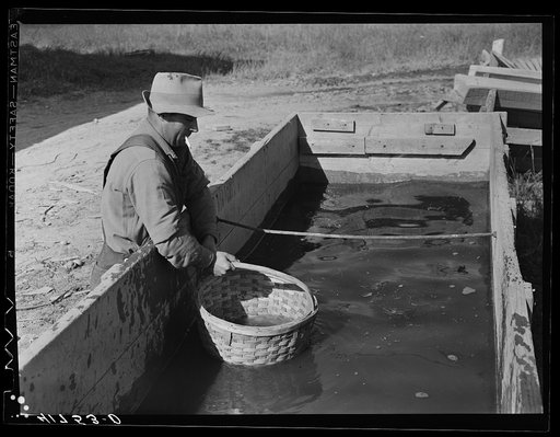 Baskets used for gathering potatoes are dipped in an acid bath as a preventive measure against bacterial wilt and other diseases. On Woodman Potato Company Farm, eleven miles north of Caribou, Maine